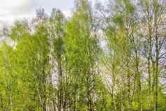 春天桦木森林年轻的绿色叶子