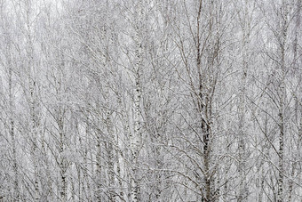 桦木格罗夫降雪冬天一天桦木分支机构覆盖<strong>卡住</strong>了雪