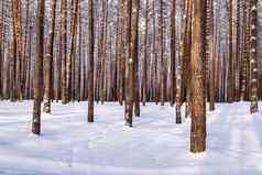 冬天松森林阳光明媚的一天覆盖雪