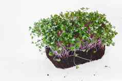 有机紫色的大头菜发芽种子户外花园室内沙拉在绿色超级食物种子发芽首页