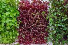 日益增长的米尔科格林斯蓝色的大头菜红色的苋属植物白萝卜萝卜花园混合关闭前视图