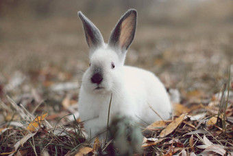 白色兔子黑色的耳朵黄色的树叶