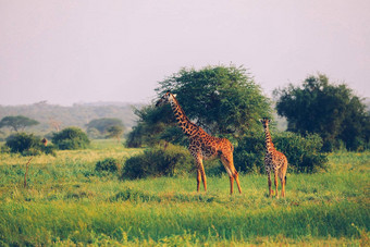 马赛长颈鹿马赛长颈鹿安博塞利国家公园肯尼亚非洲