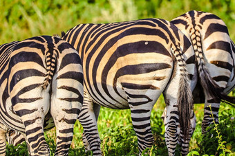 <strong>斑马</strong>安博塞利国家公园肯尼亚非洲
