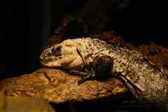 面包师棘尾鬣蜥物种鬣蜥物种蜥蜴专门居住含盐的红树林沼泽