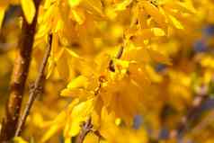 特写镜头盛开的黄色的连翘花园充满活力的黄色的趋势颜色