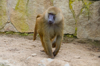 黄色的狒狒狒狒最大non-hominoid灵长类动物存在几百万年