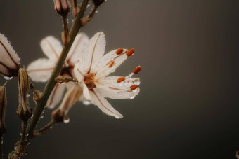 阿斯菲德勒斯fistulosus花露水滴