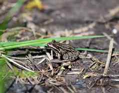 河青蛙坐着地面春天一天