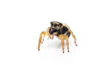 图像bleeker的跳蜘蛛欧雅图斯布莱尔白色背景昆虫动物