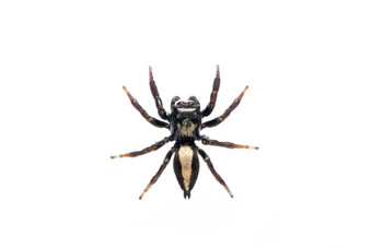 图像咬跳蜘蛛后角弓莫达克斯白色背景昆虫动物