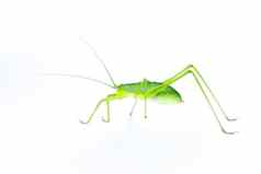 图像绿色蟋蟀长角蚱蜢白色背景一边视图昆虫动物