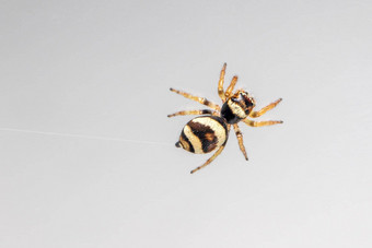 图像bleeker的跳<strong>蜘蛛</strong>欧雅图斯布莱尔乳白色的白色背景昆虫动物