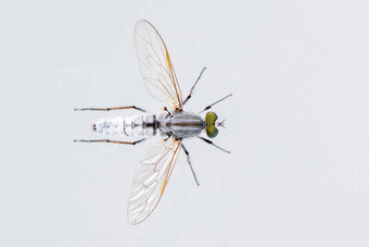 图像食虫虻科强盗飞家庭被称为<strong>刺客</strong>苍蝇白色背景前视图昆虫动物