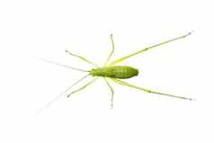 图像绿色蟋蟀长角蚱蜢白色背景前视图昆虫动物