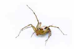 图像猞猁蜘蛛hamadruas白色背景昆虫动物