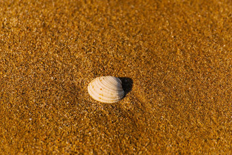 自然海壳牌说谎桑迪海滩洗水阳光明媚的一天
