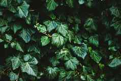 绿色灌木墙植物纹理自然背景植物设计