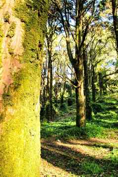 多叶的森林巨大的树辛特拉山