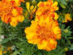 花叶子黄色的橙色tagete金盏花黄色的康乃馨花