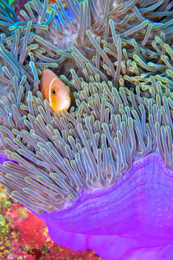 黑鳍anemonefish华丽的海海葵南阿里环礁马尔代夫