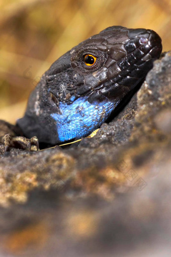 棕榈蜥蜴相当大的蜥蜴火山口taburiente国家公园金丝雀岛屿西班牙