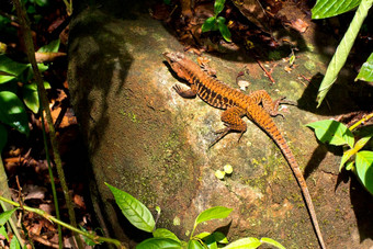 彩虹ameiva蜥蜴马里诺ballena国家公园科斯塔黎加
