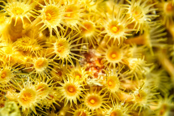 黄色的包馅机海海葵下士应对puntas的卡内格雷自然公园西班牙