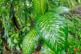 热带热带雨林马里诺ballena国家公园科斯塔黎加