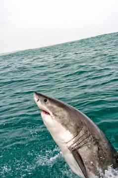 伟大的白色鲨鱼甘斯拜西方角南非洲