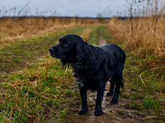黑色的狗长耳朵站湿地面绿色棕色（的）草