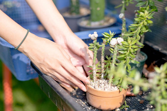 关闭手女人护理集植物区系植物能绿色房子概念可持续发展的活动人安全世界