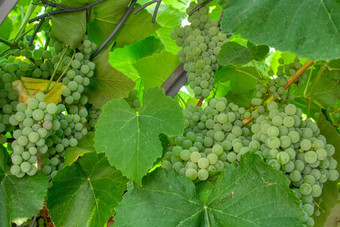 fascicle绿色葡萄日益增长的叶子