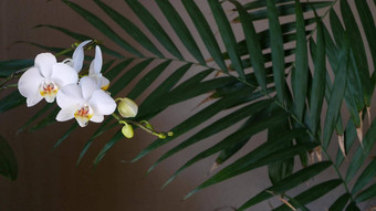 白色兰花花棕榈叶状体叶子影子优雅的精致的软花开花异国情调的热带丛林热带雨林时尚的时尚的植物大气黑暗自然绿色植物天堂审美