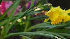 黄色的那喀索斯花加州美国水仙花小花春天布鲁姆早....森林大气精致的植物花开花春天仙女新鲜野花木软焦点散景