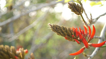 珊瑚树红色的花花园加州美国刺桐属火焰树春天布鲁姆浪漫的植物大气精致的异国情调的热带开花春天艳丽的颜色软模糊新鲜