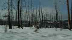 森林火之后烧烧焦的树美国黑色的干燃烧烧焦的松柏科的林地大火干旱损坏的木布莱斯峡谷自然灾难生态灾难