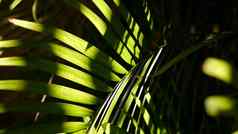 异国情调的丛林热带雨林热带大气棕榈新鲜的多汁的叶状体叶子亚马逊森林花园对比黑暗自然绿色植物郁郁葱葱的树叶常绿生态系统天堂审美背景