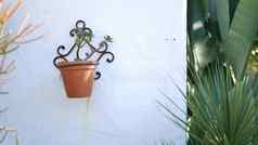 美美的花盆园艺加州美国绿色房子植物色彩斑斓的粘土能墨西哥风格花园设计干旱沙漠装饰花卉栽培自然植物观赏绿色植物