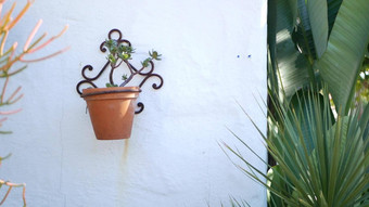 美美的花盆园艺加州美国绿色房子植物色彩斑斓的粘土能墨西哥风格花园设计干旱沙漠装饰花卉栽培自然植物观赏绿色植物