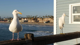 <strong>白色</strong>雪白鹭码头栏杆加州美国海洋海滩海水波沿海鹭鸟
