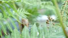 蕨类植物新鲜的年轻的绿色叶子异国情调的热带亚马逊丛林热带雨林时尚的植物大气自然郁郁葱葱的树叶生动的绿色植物天堂审美植物叶森林森林生态系统