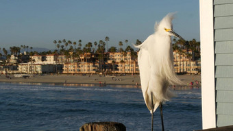 白色雪白鹭码头栏杆加州美国海洋海滩海水波沿海<strong>鹭鸟</strong>