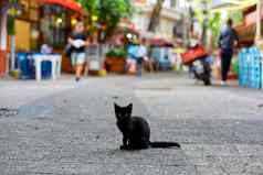 小孤独的黑色的小猫坐在中间街无家可归的人动物城市街道