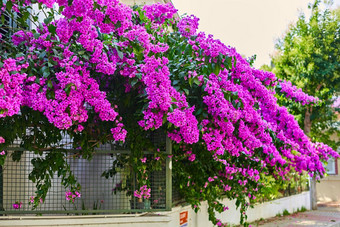 装饰<strong>住宅</strong>建筑明亮的紫色的花