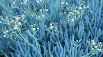 冰植物多汁的园艺加州美国首页花园设计自然植物观赏墨西哥室内植物花干旱沙漠花卉栽培平静大气酸霍屯督人无花果