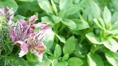 观赏花园花首页园艺加州美国装饰植物花卉栽培植物区系布鲁姆多汁的植物颜色
