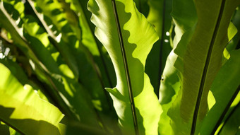 鸟的巢蕨类植物黑暗绿色叶子异国情调的热带亚马逊丛林热带雨林<strong>时尚</strong>的<strong>时尚</strong>的植物<strong>大气</strong>自然郁郁葱葱的树叶生动的绿色植物天堂审美Asplenium尼杜斯植物叶