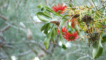 firewheel树红色的花加州美国澳大利亚白色澳洲木材橡木stenocarpus尤图图不寻常的独特的原始异国情调的花序平静森林大气热带热带雨林花园设计
