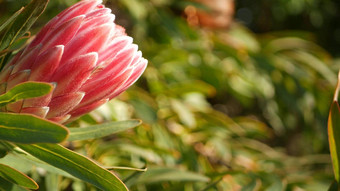 山龙眼粉<strong>红色</strong>的花花园加州美国枫林笔春天布鲁姆浪漫的植物<strong>大气</strong>精致的异国情调的开花珊瑚大马哈鱼春天颜色植物区系南非洲软模糊